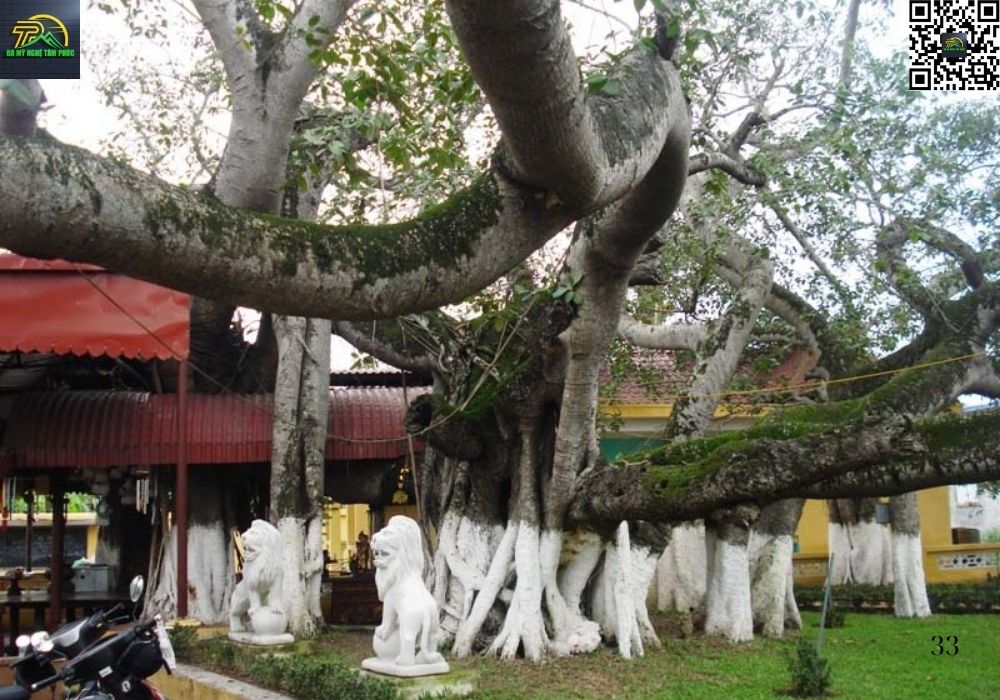 Cây Đa 13 Gốc