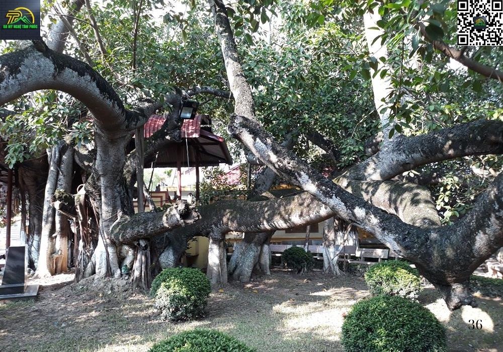 văn khấn cây đa 13 gốc hải phòng