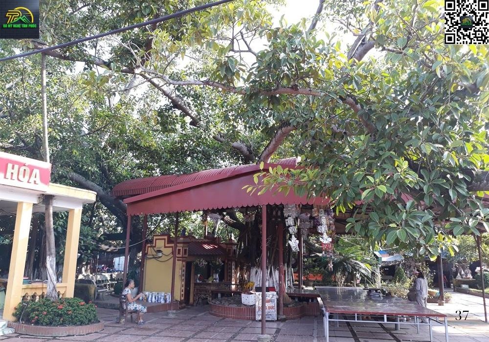 đền cây đa 13 gốc
