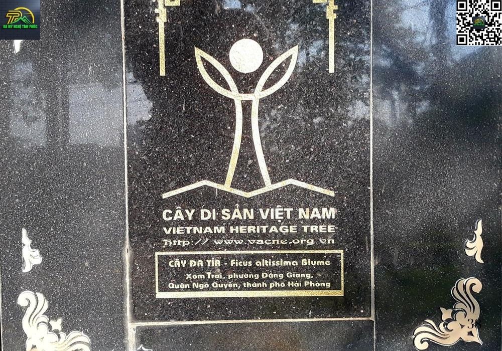 Cây Đa 13 Gốc