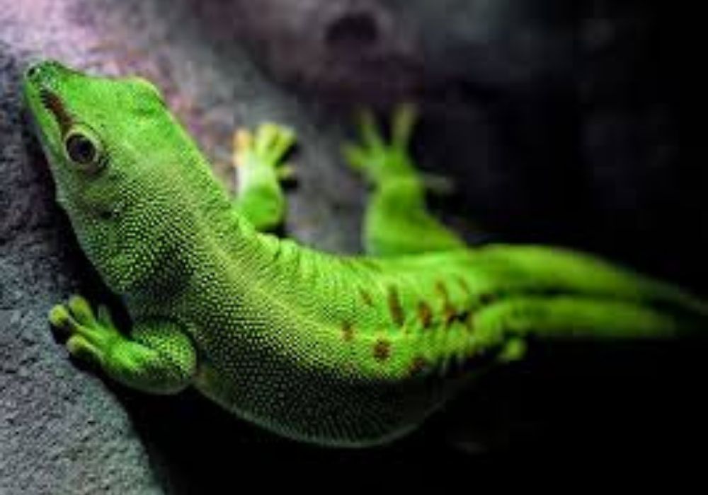 Tắc Kè Kêu 10 Tiếng Vào Ban Đêm