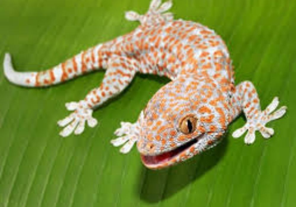 tắc kè kêu 1 tiếng vào ban đêm