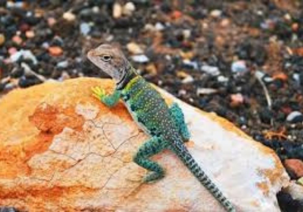 tắc kè kêu 2 tiếng vào ban đêm