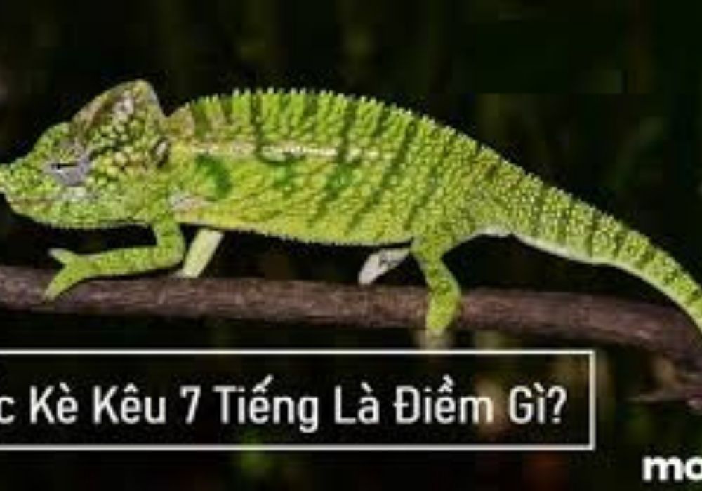 tắc kè kêu 7 tiếng vào ban đêm