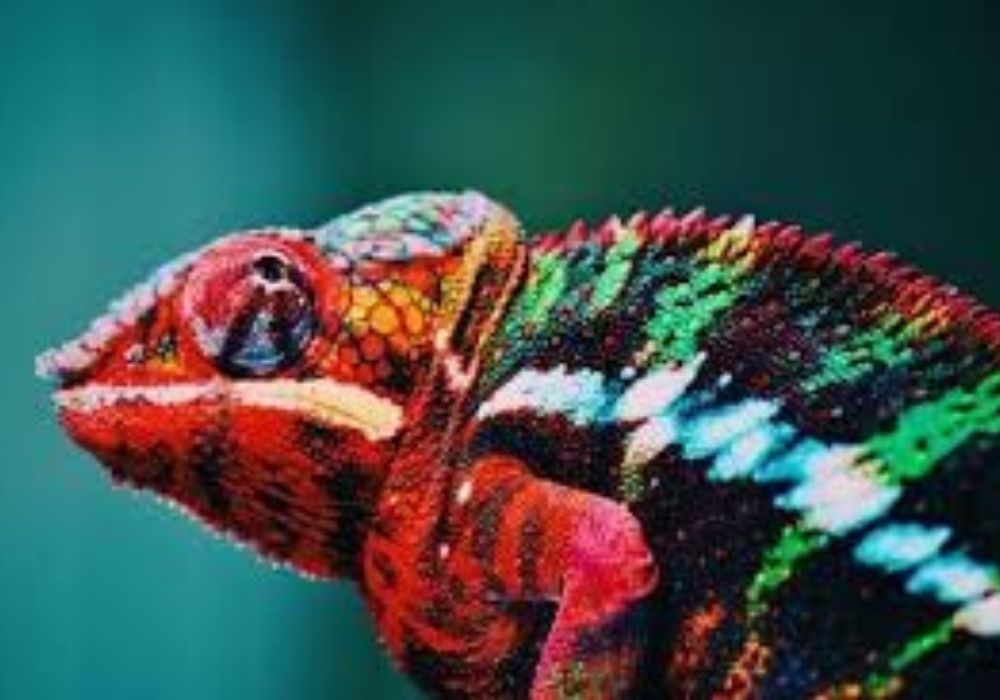 tắc kè kêu 3 tiếng vào ban đêm