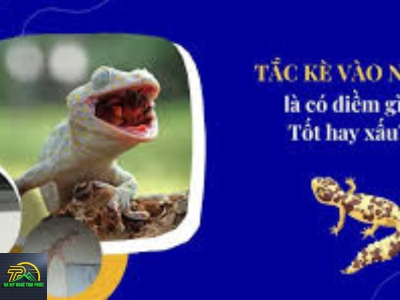 tắc kè kêu 12 tiếng