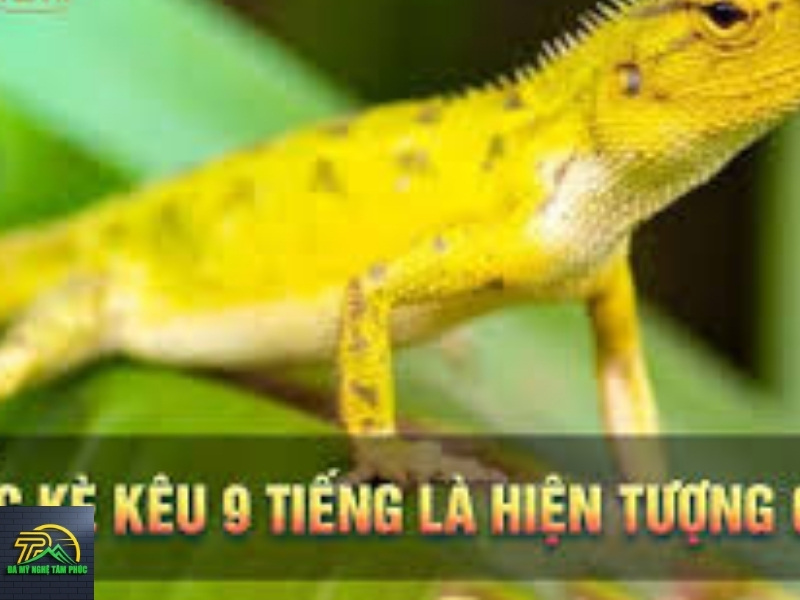 tắc kè kêu 13 tiếng