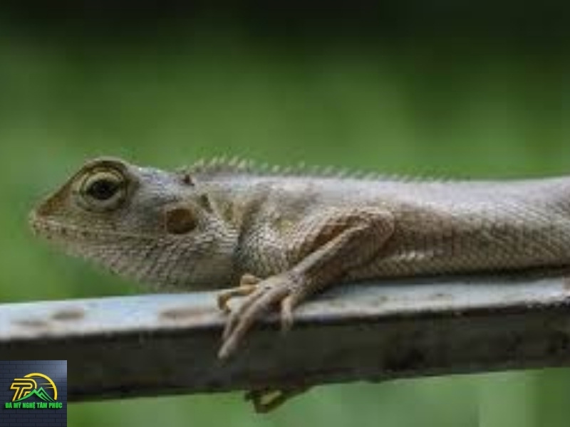 tắc kè kêu 11 tiếng