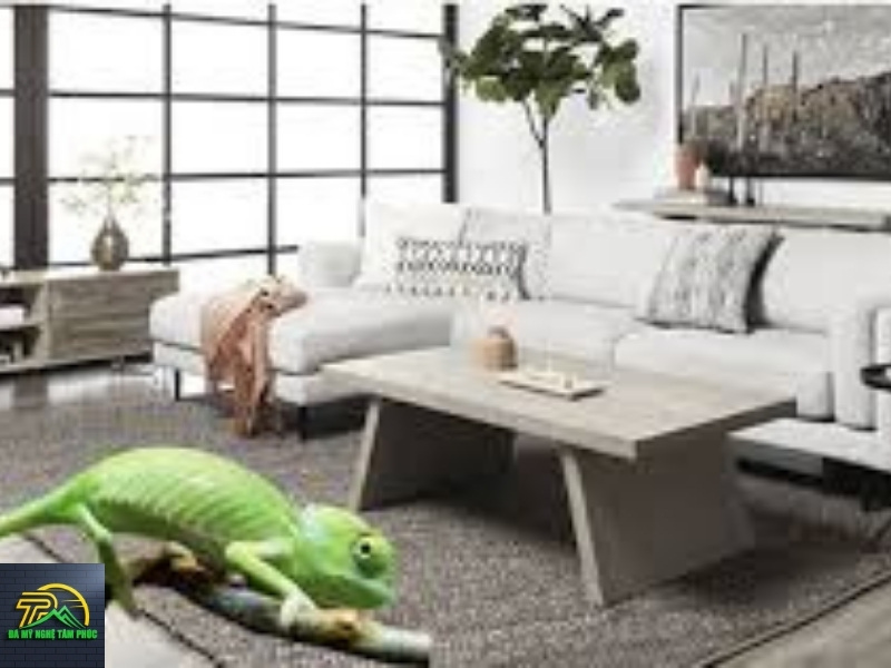 Tắc Kè Kêu 6 tiếng