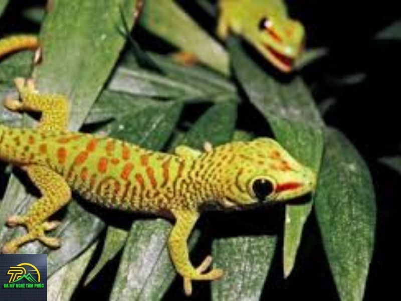 Tắc Kè Kêu 10 Tiếng Vào Ban Đêm