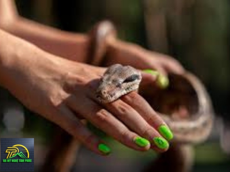 Giải Mã Các Trường Hợp Nằm Mơ Thấy Rắn Hổ Mang Khác