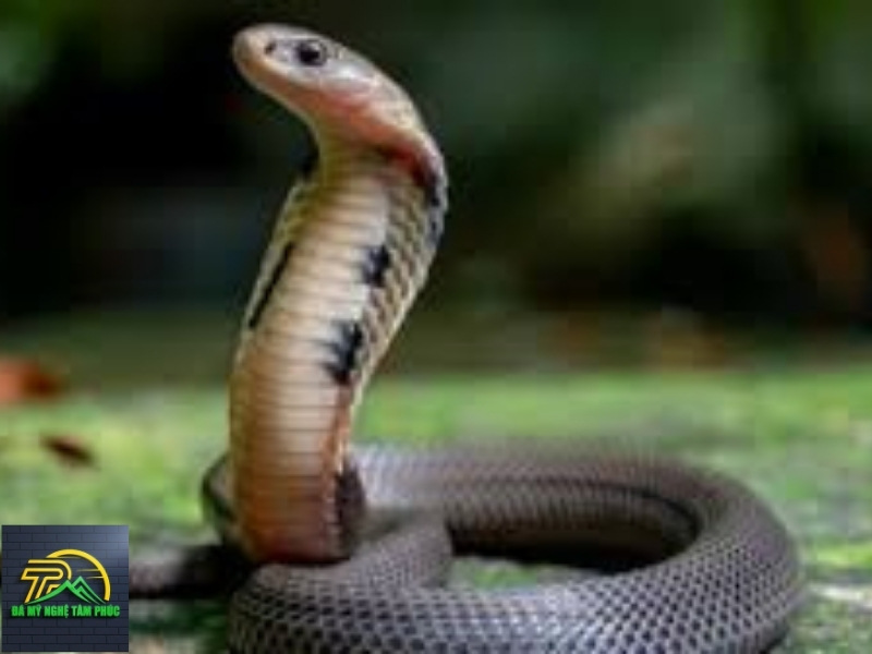 Nằm Mơ Thấy Rắn Hổ Mang