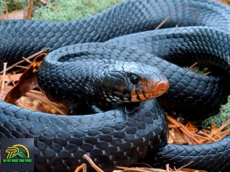 nằm mơ thấy 2 con rắn hổ mang