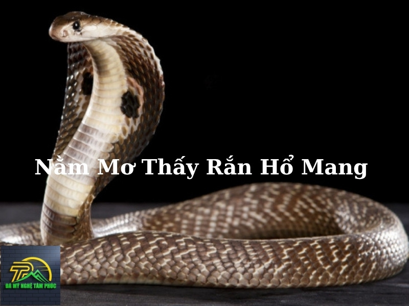 Nằm Mơ Thấy Rắn Hổ Mang