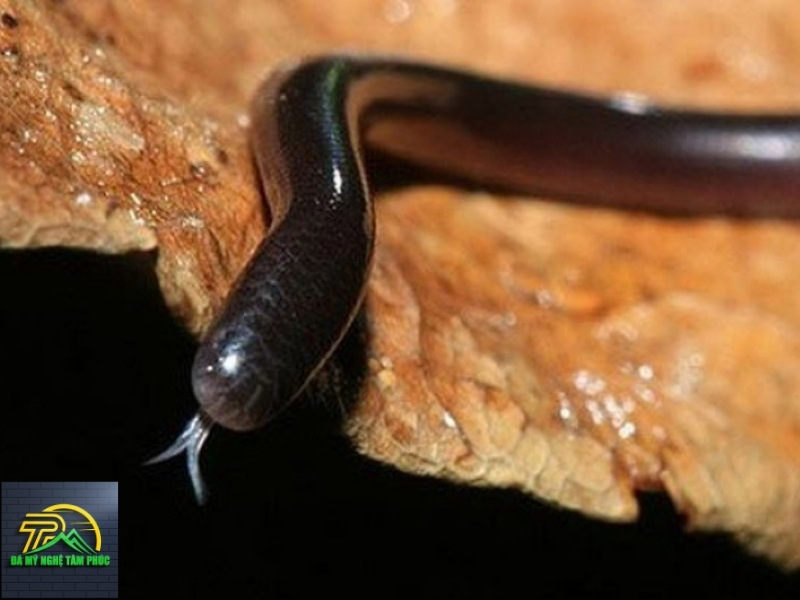 Nằm mơ thấy rắn đánh số mấy?