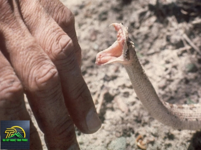 Nằm mơ thấy rắn la điềm gì