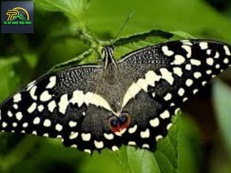 Bướm Bay Vào Nhà