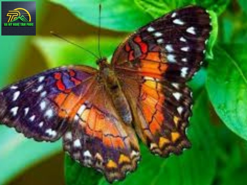 Bướm Bay Vào Nhà