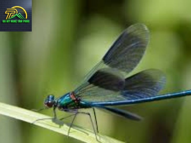 Chuồn Chuồn Bay Vào Nhà