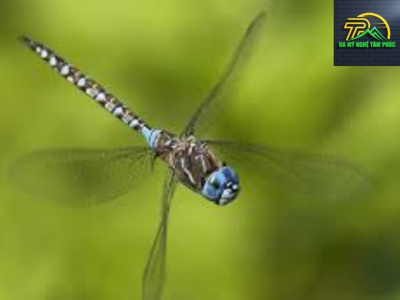 Chuồn Chuồn Bay Vào Nhà