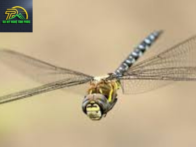 Chuồn Chuồn Bay Vào Nhà Là Điềm Gì