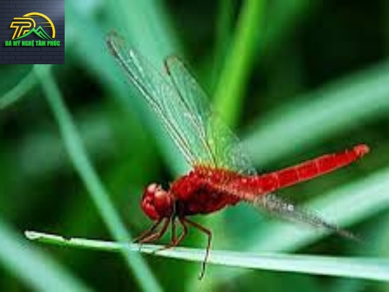 Chuồn chuồn bay vào nhà ban đêm la điềm gì