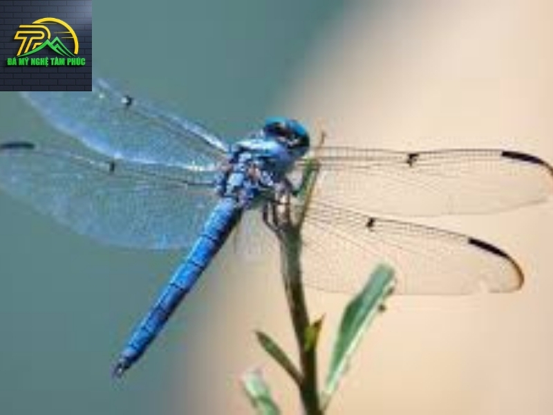 Giải Mã Chuồn chuồn bay vào phòng ngủ, Phòng Bếp, Phòng Khách, Bay Vào Ban Ngày Là Điềm Báo Gì