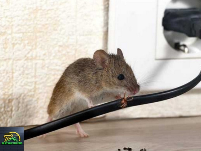 Luận Giải Theo Khung Giờ Cụ Thể (12 Can Chi)