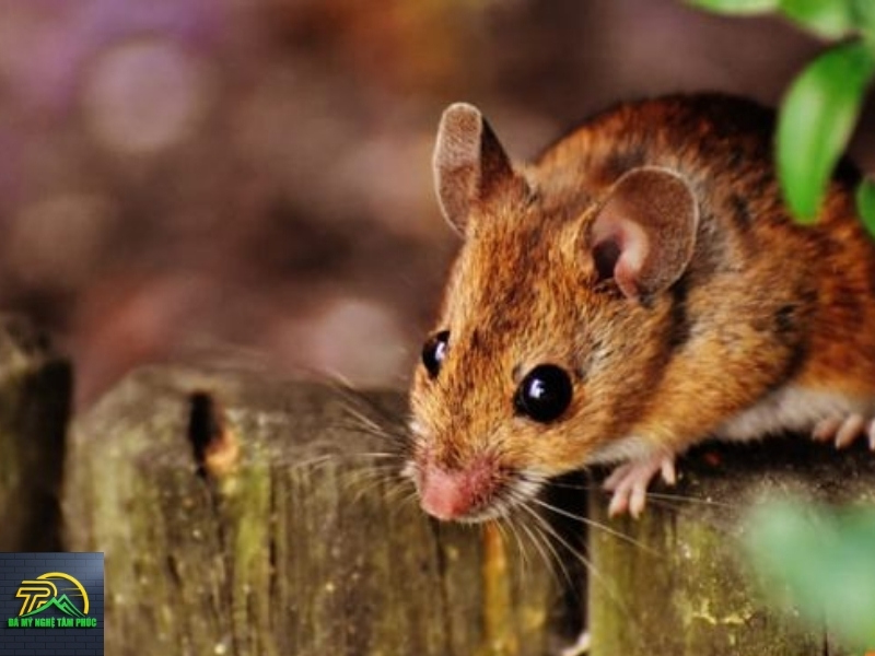 tiếng chuột kêu chít chít