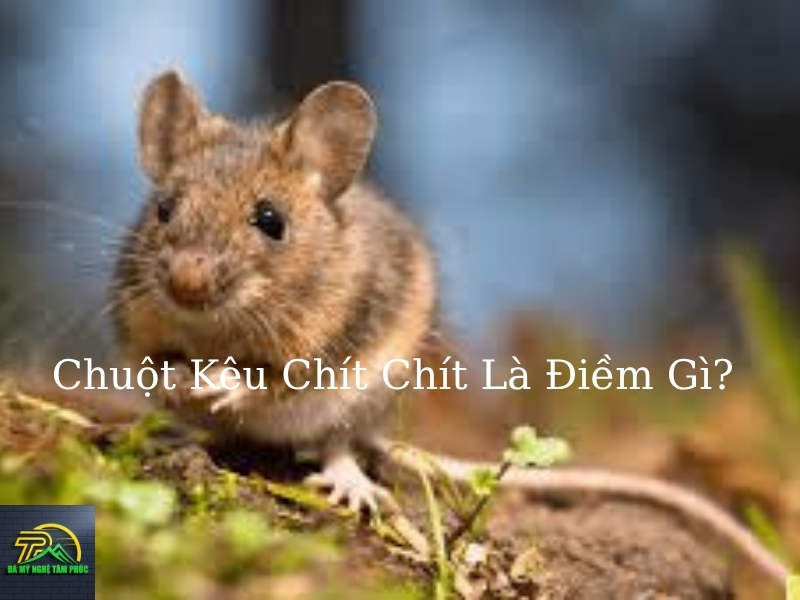 Chuột Kêu Chít Chít Là Điềm Gì