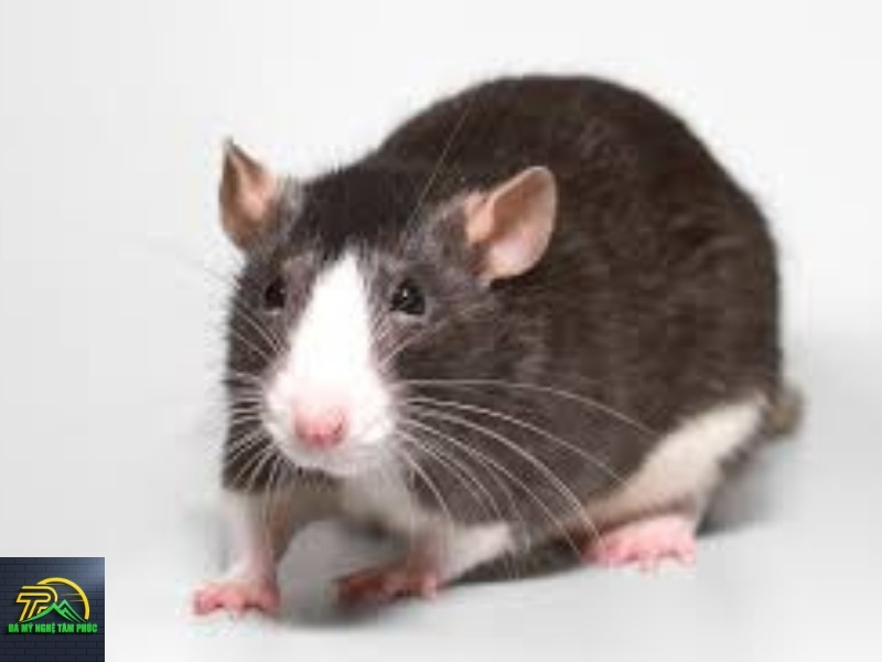 Khi Nghe Tiếng Chuột Kêu Chít Chít, Chúng Ta Nên Làm Gì?