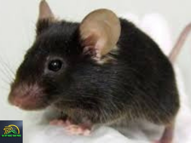 Giải Đáp Nhanh Các Câu Hỏi Thường Gặp: Chuột kêu chít chít trong nhà ban đêm là điềm gì?