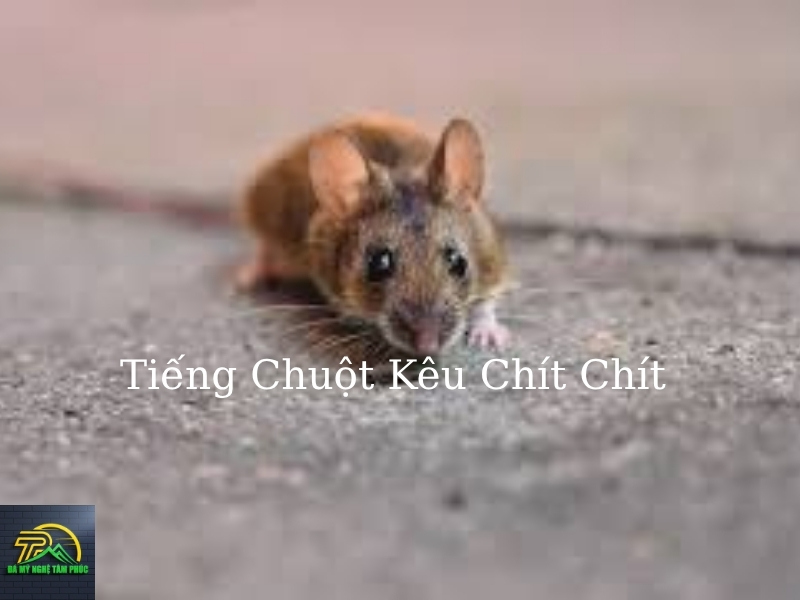 Chuột Kêu Chít Chít Là Điềm Gì