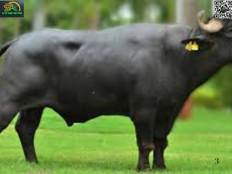 Bảng tổng hợp các con số may mắn khác khi mơ thấy trâu