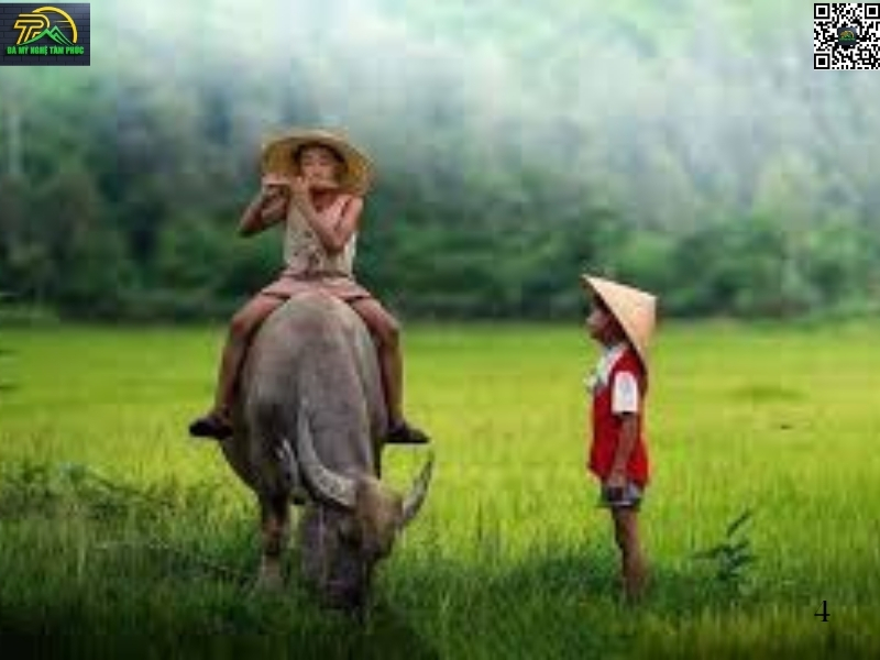 Nằm mơ thấy bị trâu đuổi húc