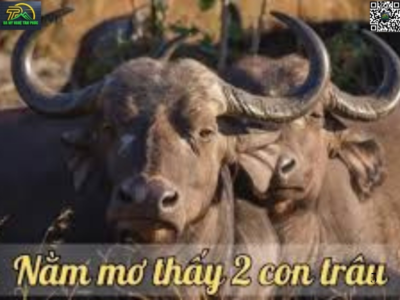 Con trâu số mấy? Giải mã nguồn gốc và ý nghĩa con số