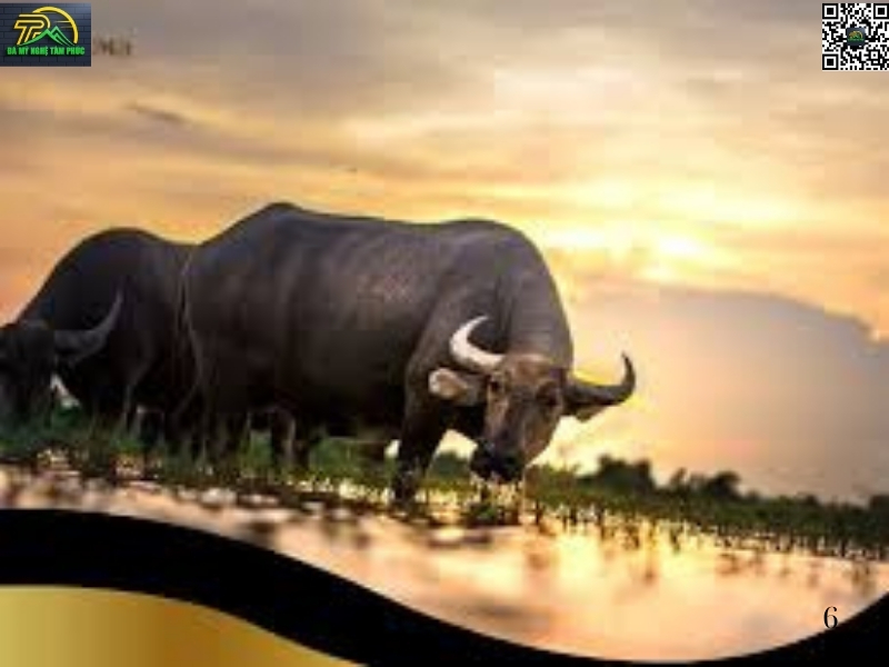 Mơ Thấy con trâu Là Điềm Gì?