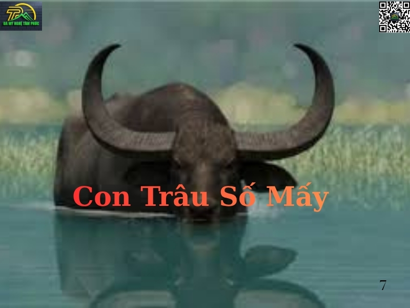 Con Trâu Số Mấy