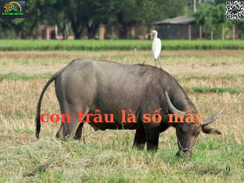 Nằm mơ thấy con trâu là số mấy