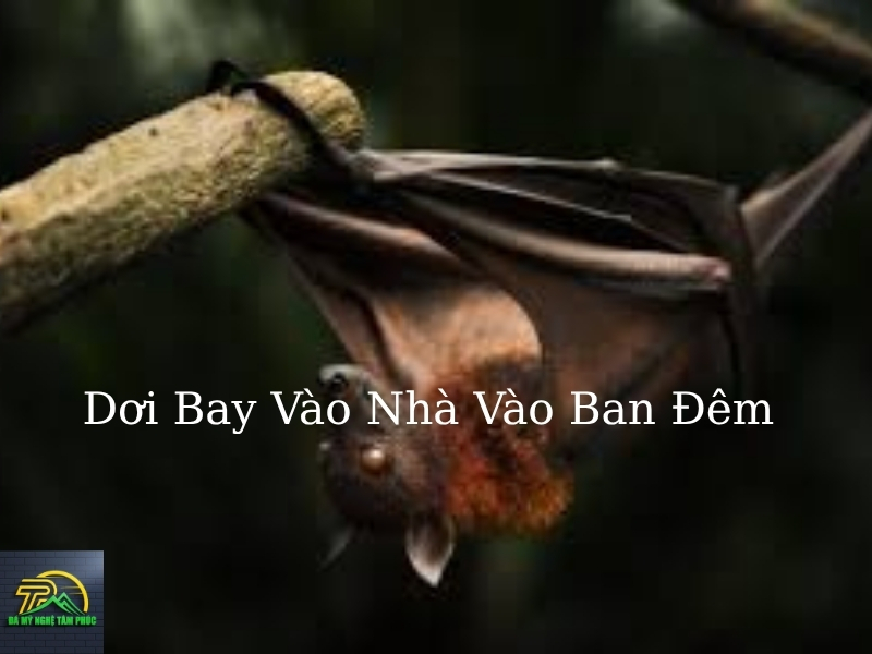 Dơi Bay Vào Nhà Ban Đêm