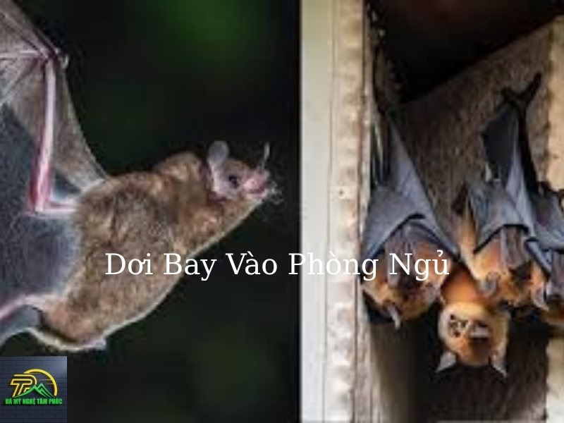 Dơi Bay Vào Phòng Ngủ