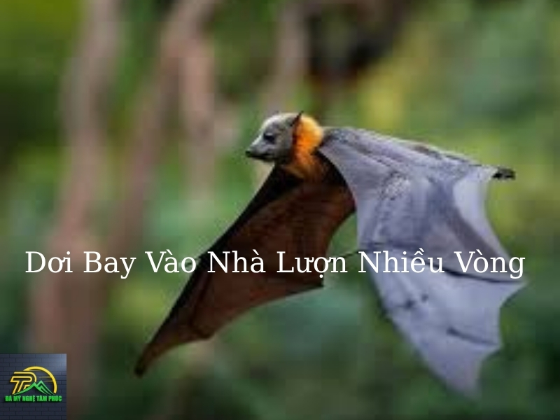 Dơi Bay Vào Nhà Lượn Nhiều Vòng