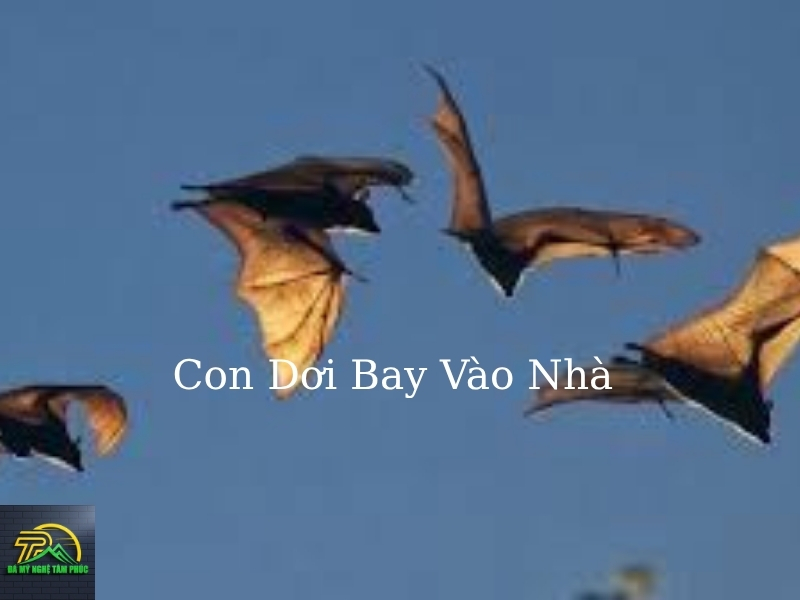 Con Dơi Vào Nhà