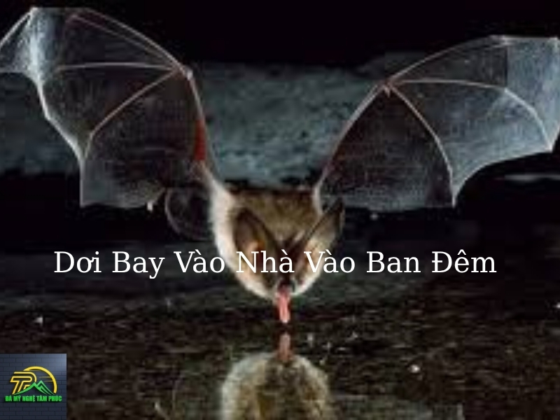 Các Con Số May Mắn Gắn Liền Với Hiện Tượng Dơi Bay Vào Nhà