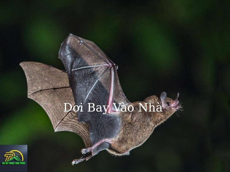  Dơi Bay Vào Nhà