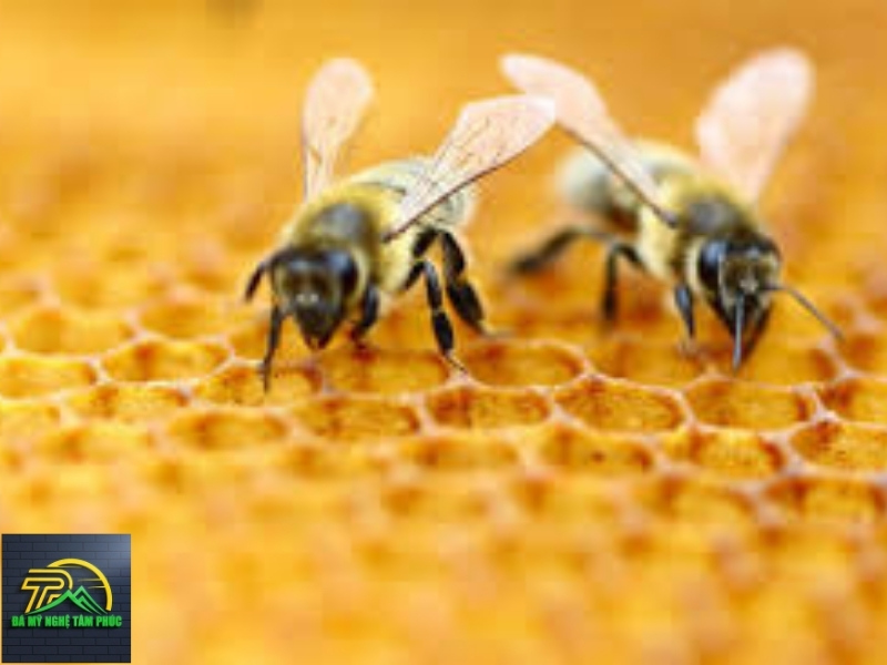 Hỏi & Đáp Nhanh Về Hiện Tượng Ong Bay Vào Nhà