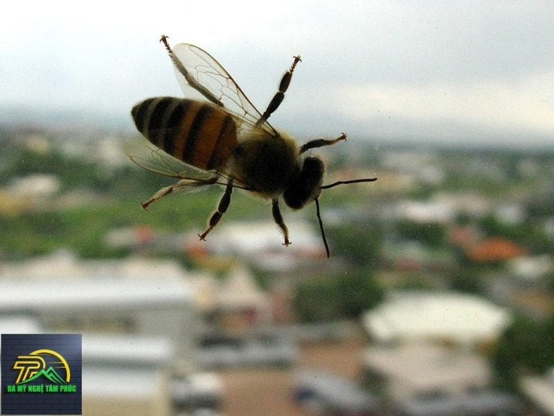 Ong Bay Vào Nhà Hên Hay Xui?