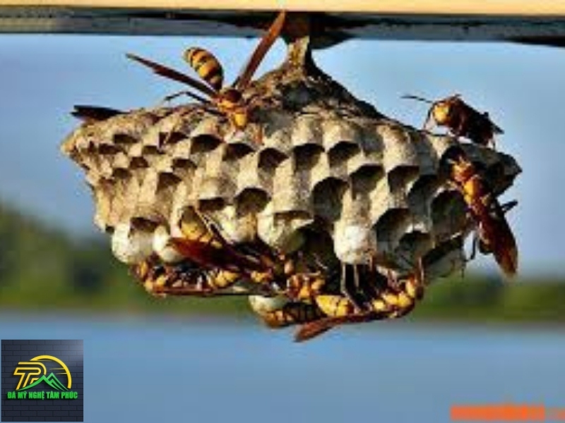 Ong Bay Vào Nhà Hên Hay Xui?