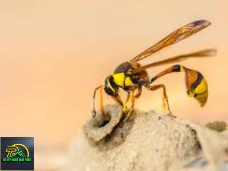 Nên Làm Gì Khi Ong Bay Vào Nhà? Hướng Dẫn Xử Lý An Toàn