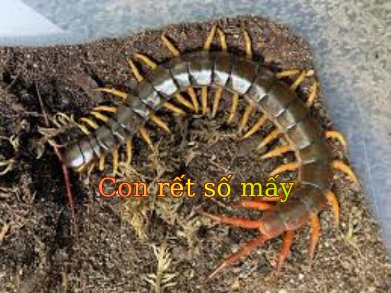 Con rết số mấy